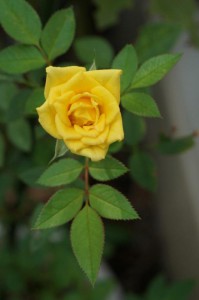 DSC00045黄色いバラ2021.10.15..JPG 8 (002).jpg 黄色の薔薇